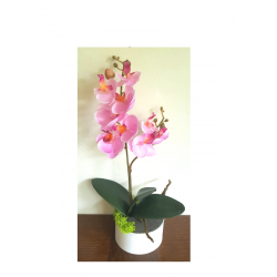 Petite orchidée rose